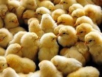 Guar Gum used in poultry